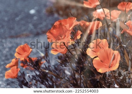 Selective focus of flower with dark orange tone color with sun ray light in background