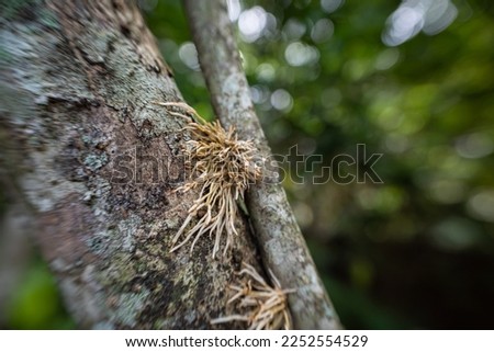 form of frangipani tree roots