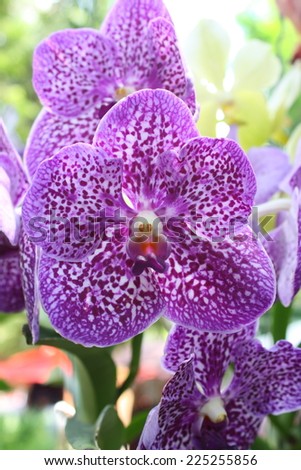 vanda hybrids orchid in garden