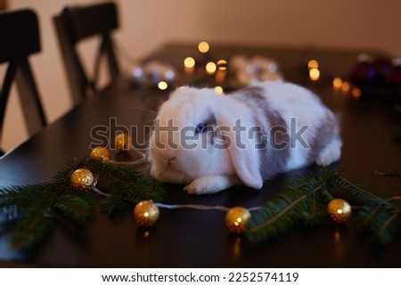 A white bunny with lop ears sits on a dark table among Christmas garlands and branches. Selective focus