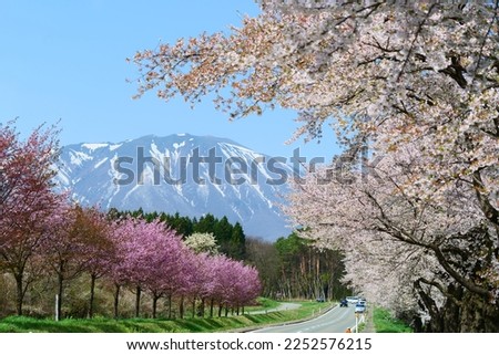 The row of cherry trees.Mt.Iwate over there.Shizukuishi,Iwate,Japan.Late April. Royalty-Free Stock Photo #2252576215