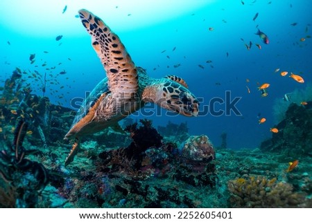 Turtle swimming in the ocean in Maldives, Indian ocean picture of turtle underwater.