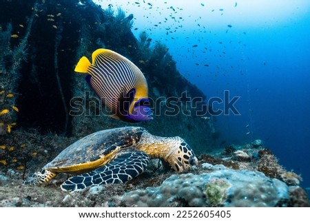 Turtle swimming in the ocean in Maldives, Indian ocean picture of turtle underwater.