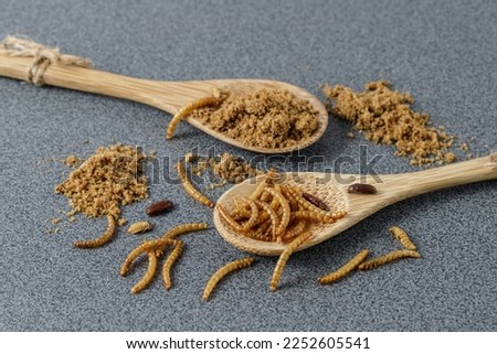 Edible mealworms and flour in a wooden spoons on grey granite table.  Meal worm or larvae of cereal beetle as protein ingredients of food products.