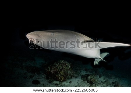 Night dive with nurse shark in Maldives, Alimatha Jetty, Vaavu atoll, Indian ocean.