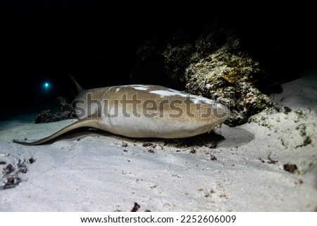 Night dive with nurse shark in Maldives, Alimatha Jetty, Vaavu atoll, Indian ocean.