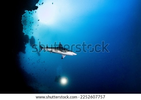 Diving with Grey reef shark in Maldives, grey reef shark picture in the day and night