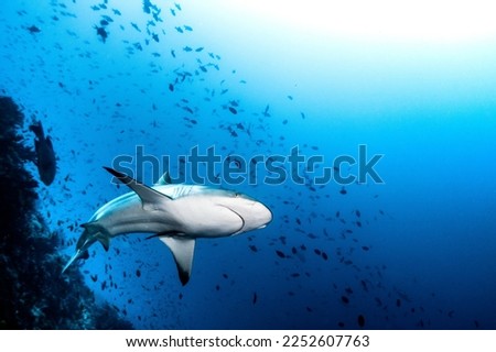Diving with Grey reef shark in Maldives, grey reef shark picture in the day and night