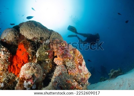 Scorpaenidae, also known as scorpionfish  is one of the world's most venomous species. scorpionfish have a type of "sting" with venomous mucus
