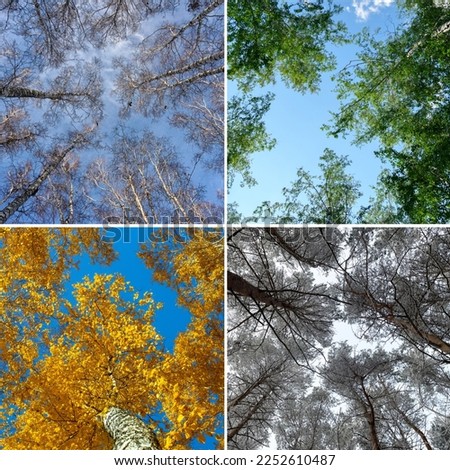 Four seasons forest, spring, summer, autumn and winter. Nature collage with seasonal scenics.