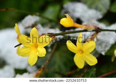 The yellow flowers of the winter jasmine (Jasminum nudiflorum) vine often bloom while the snow is still lying around Royalty-Free Stock Photo #2252610753
