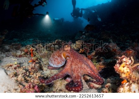 Beautiful friendly big octopus resting on the reef, picture taken in Maldives, Kudarah thila, Indian Ocean.