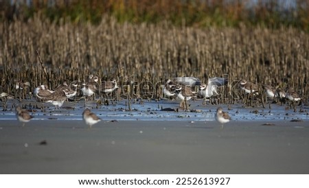                                Flock of semipalmated plovers on the beach in the morning sunlight at Fish Haul. One bird has its wings spread as it flits around. Royalty-Free Stock Photo #2252613927