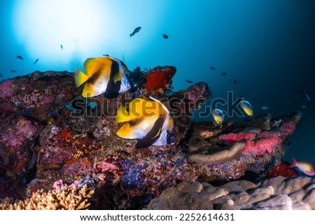 Heniochus monoceros, the masked bannerfish, is a marine ray-finned fish, a butterflyfish belonging to the family Chaetodontidae. usually found in pair
