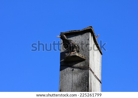 bird house for starling on background solar sky
