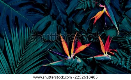 Tropical exotic flower, Closeup of Bird of Paradise or strelitzia reginae blooming on dark blue leaf background