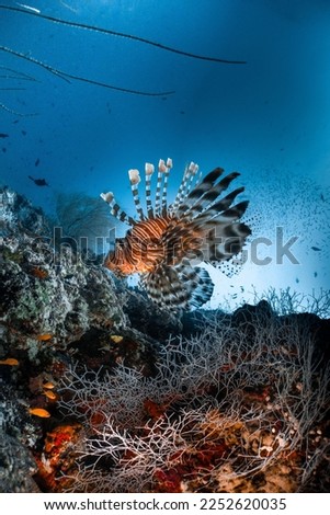Red lionfish on the reef,in Maldives, Indian Ocean