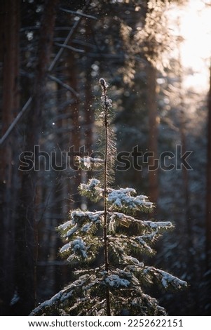 Beautiful snowy pine tree in the sunset winter forest landscape, shining under the sun rays beaming through the trees
