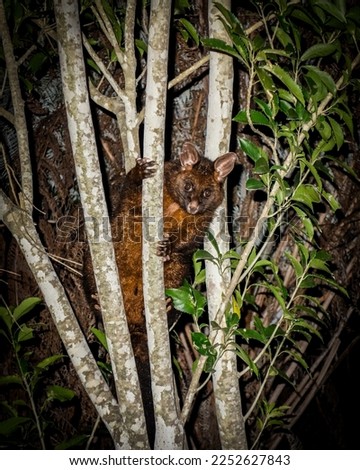 A possum in a tree during the night