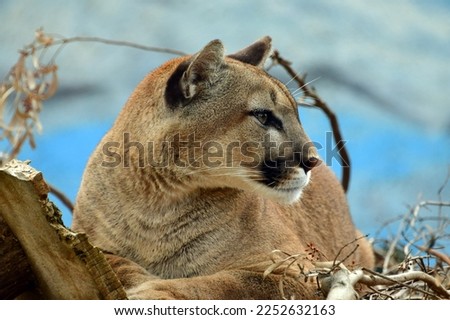 A male cougar sitting in the middle of the day