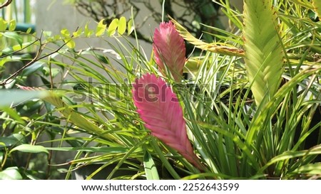 The Pink Quill Plant, or Tillandsia cyanea, is one sweet little plant. A Bromeliad that also grows as air plant, makes an easy and tough houseplant.