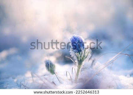 Violet crocus with snow at sunrise. First blooming snowdrop flowers in spring. Macro image, selective focus.
