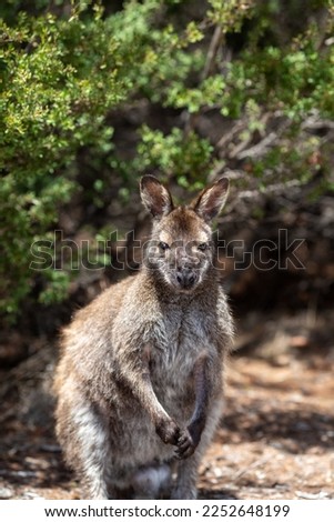 Small Kangaroo in the forest