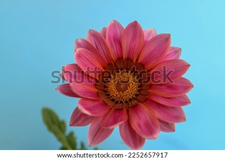 Pink Gazania with delicate petals and yellow stamens, colorful Gazania with green leaves on blue background, summer  blooming flower macro, beauty in nature, floral photo, stock image
