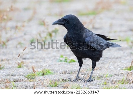 Carrion Crow (Corvus corone) on the ground, the Netherlands Royalty-Free Stock Photo #2252663147