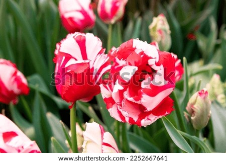 Red and white tulips flowers in the garden