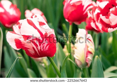 Red and white tulips flowers in the garden