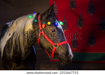 A BLACK HORSE WITH A WHITE MANE AND STRIPE ON ITS FACE LOOKING LEFT IN THE FRAME WEARING HOLIDAY LIGHTS ON ITS HEAD