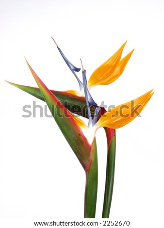 two exotic and tropical flower, strelitzia on white background Royalty-Free Stock Photo #2252670