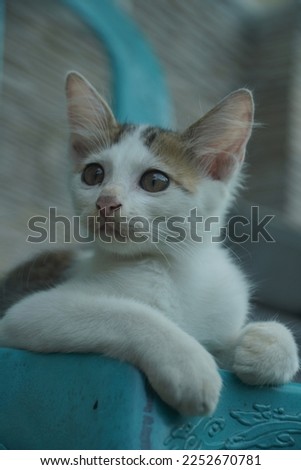 Cute White Kitten resting on a chair