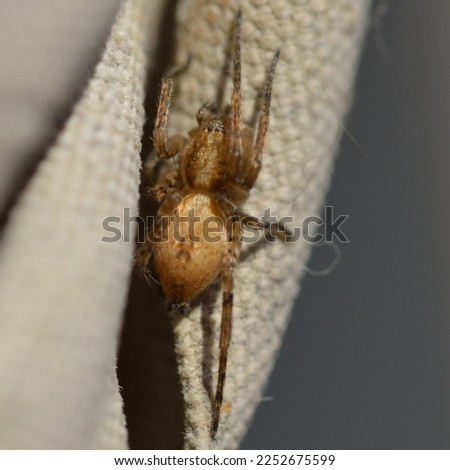 spider photographed Araneae, Loxosceles laeta, Salticidae, Theraphosidae, Arachnida