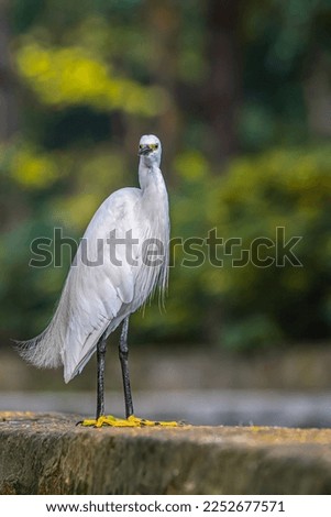A Small Egret looking into camera from edge of lake