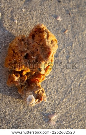 Picture of a Sponge out of several that were there on the beach that day