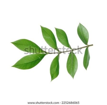 Henna leaf isolated on white background.