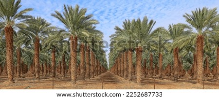 Date palm trees in Mediterranean date palm plantation Royalty-Free Stock Photo #2252687733