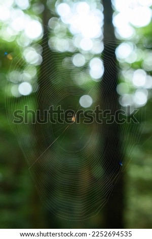 A web in a dark forest, a small inconspicuous spider on a web spun by it spits on its prey, bokeh in the background.