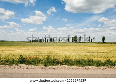 The field of unripe wheat and poppy wild flowers, Ukrainian cultural fields before the war.