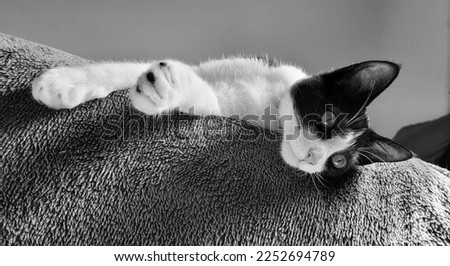 a cat lying on the bed, lying down, the light from the window on him