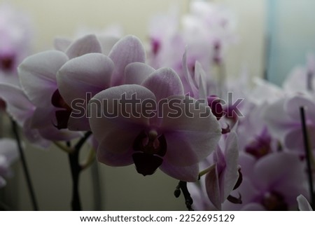 A macro picture of a pink, purple, and white orchid