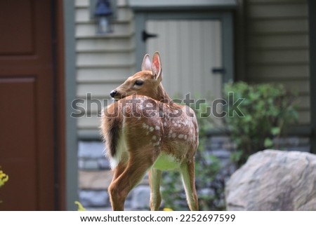 Pic of a fawn in front of house