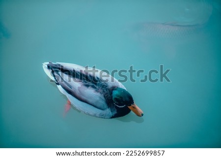 Duck swimming in a lake surrounded by fish in blue tones