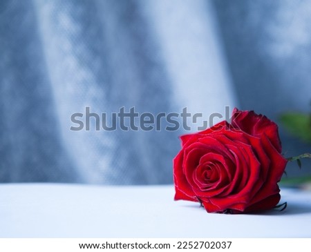 Happy Valentine's Day. Single Red rose flower lies on table. Romantic template background with free space for text.