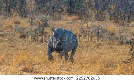 white rhino in the wild in Namibia