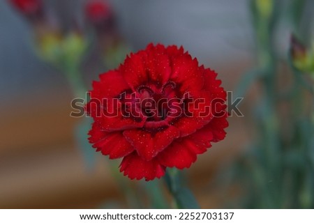 Carnation, or known in English as carnation, which has the scientific name Dianthus caryophyllus, is a popular garden and pot ornamental plant. This plant comes from the Mediterranean region
