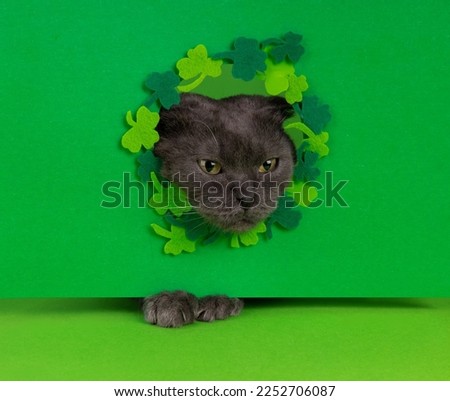 The cat looks out of the frame with a clover on a green background. Postcard Happy St. Patrick's Day.