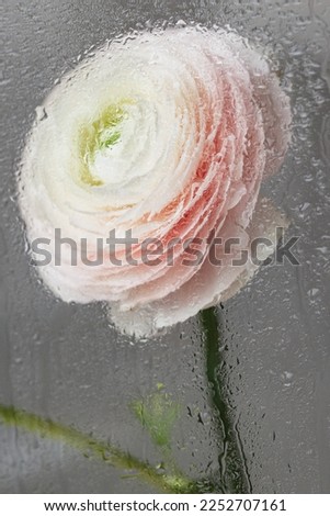 soft selective focus, art delicate buttercup flower in motion, plants behind wet glass. gift card, bouquet for international women's day or birthday. floristry, composition of blossom for wedding or